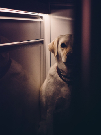 Free Photo of dog, animals, shadows Free Photo of dog, animals, shadows