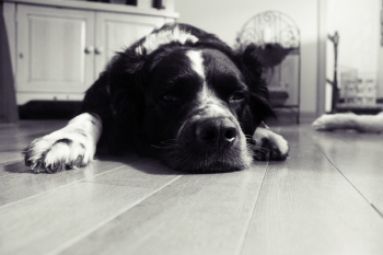 Free Photo of dog, pet, animal Free Photo of dog, pet, animal