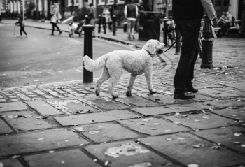 Free Photo of dog, pet, animal Free Photo of dog, pet, animal