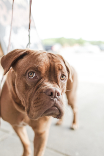 Free Photo of dog, pet, animal Free Photo of dog, pet, animal