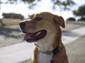 Free Photo of dog, pet, animal Free Photo of dog, pet, animal