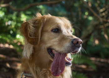Free Photo of dog, pet, animal Free Photo of dog, pet, animal