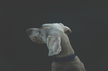 Free Photo of dog, pet, animal Free Photo of dog, pet, animal