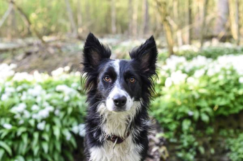 Free Photo of dog, pet, animal Free Photo of dog, pet, animal