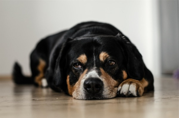 Free Photo of dog, pet, animal Free Photo of dog, pet, animal