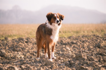 Free Photo of dog, pet, animal Free Photo of dog, pet, animal