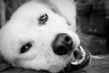 Free Photo of dog, pet, animals Free Photo of dog, pet, animals