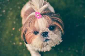 Free Photo of dog, pet, animals Free Photo of dog, pet, animals