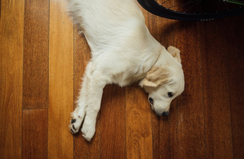 Free Photo of dog, pet, animals Free Photo of dog, pet, animals