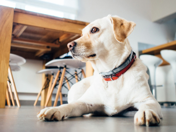 Free Photo of dog, pet, animals Free Photo of dog, pet, animals