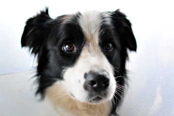 Free Photo of dog, pet, animals Free Photo of dog, pet, animals