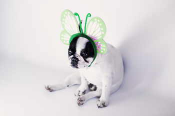 Free Photo of dog, pet, animals Free Photo of dog, pet, animals