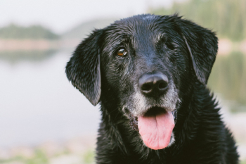 Free Photo of dog, pet, animals Free Photo of dog, pet, animals