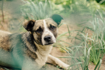 Free Photo of dog, pet, animals Free Photo of dog, pet, animals