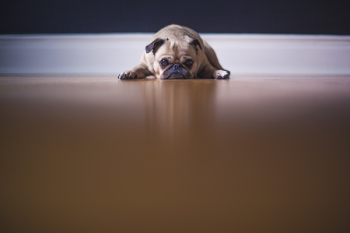 Free Photo of dog, pet, animals Free Photo of dog, pet, animals