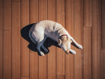 Free Photo of dog, pet, animals Free Photo of dog, pet, animals