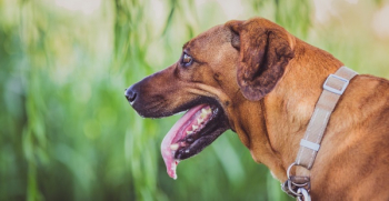 Free Photo of dog, puppy, animal Free Photo of dog, puppy, animal