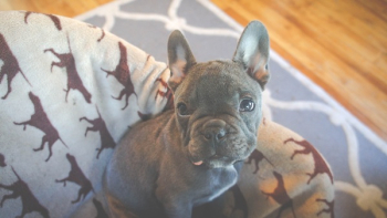 Free Photo of dog, puppy, animal Free Photo of dog, puppy, animal