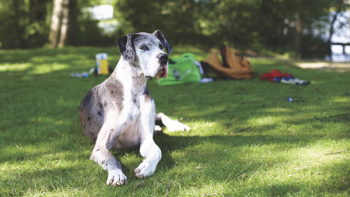Free Photo of dog, puppy, animal Free Photo of dog, puppy, animal