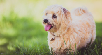 Free Photo of dog, puppy, animal Free Photo of dog, puppy, animal