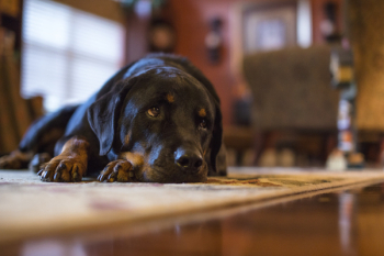 Free Photo of dog, sad, big dog Free Photo of dog, sad, big dog