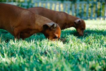Free Photo of dogs, animals, pets Free Photo of dogs, animals, pets