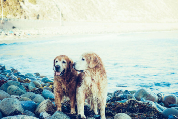 Free Photo of dogs, animals, pets Free Photo of dogs, animals, pets