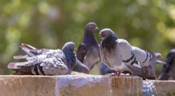 Free Photo of dove, pigeon, bird Free Photo of dove, pigeon, bird