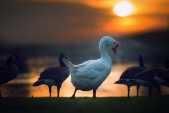 Free Photo of duck, animal, bird Free Photo of duck, animal, bird