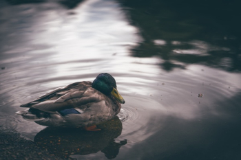 Free Photo of duck, bird, animal Free Photo of duck, bird, animal