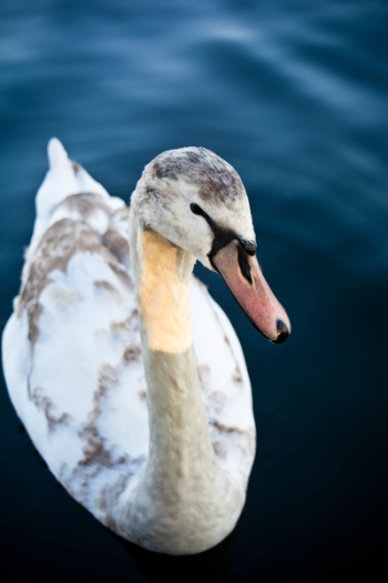 Free Photo of duck, bird, animal Free Photo of duck, bird, animal