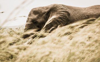 Free Photo of elephant, animal, wildlife Free Photo of elephant, animal, wildlife
