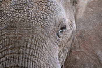 Free Photo of elephant, animal, wildlife Free Photo of elephant, animal, wildlife