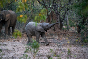 Free Photo of elephant, animal, woods