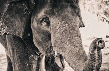 Free Photo of elephant, animal, zoo