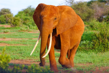 Free Photo of elephant, tusks, animal