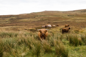Free Photo of elk, deer, wildlife Free Photo of elk, deer, wildlife