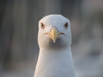 Free Photo of facing, seagull, bird Free Photo of facing, seagull, bird