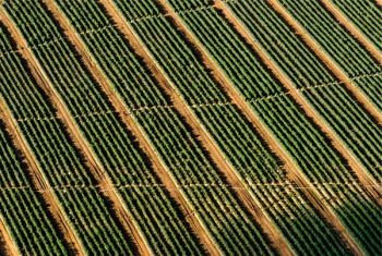 Free Photo of farm, fields, crops Free Photo of farm, fields, crops