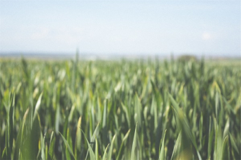 Free Photo of farm, fields, crops Free Photo of farm, fields, crops