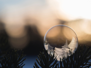 Free Photo of feather, dream catcher, nature Free Photo of feather, dream catcher, nature