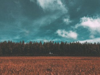 Free Photo of field, crops, agriculture Free Photo of field, crops, agriculture