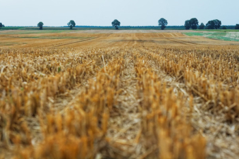 Free Photo of field, crops, agriculture Free Photo of field, crops, agriculture