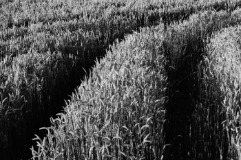Free Photo of field, grass, crops Free Photo of field, grass, crops