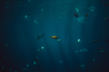 Free Photo of fish, aquatic, animal Free Photo of fish, aquatic, animal