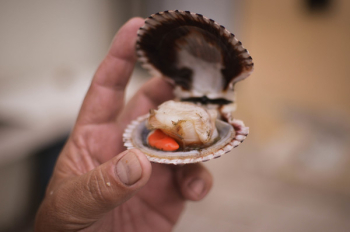 Free Photo of fisherman, oyster, fishing Free Photo of fisherman, oyster, fishing