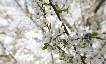 Free Photo of flower, bloom, blossom Free Photo of flower, bloom, blossom