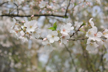 Free Photo of flower, bloom, blossom Free Photo of flower, bloom, blossom