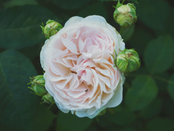 Free Photo of flower, bloom, blossom Free Photo of flower, bloom, blossom