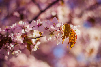 Free Photo of flower, bloom, blossom Free Photo of flower, bloom, blossom